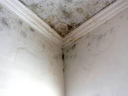 Best Black Mold Removal  in Emerson, GA